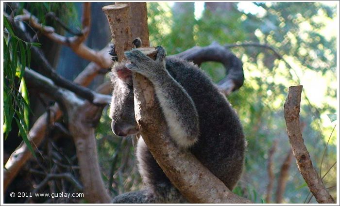 Perth Zoo, Western Australia