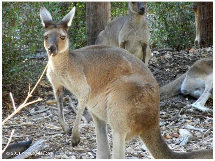 Perth Zoo, Western Australia