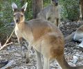 Perth Zoo, Western Australia